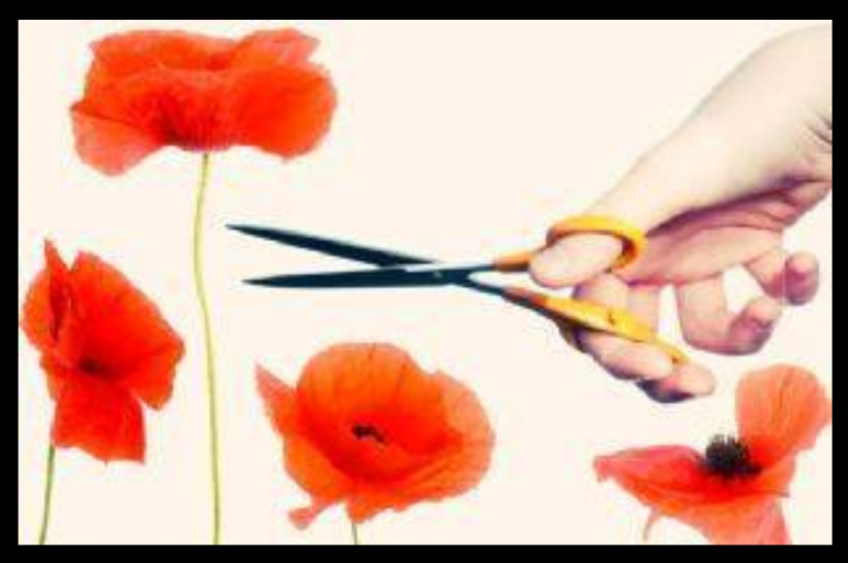Tall Poppy Syndrome: Mind Your Own Business To Win Without Competing